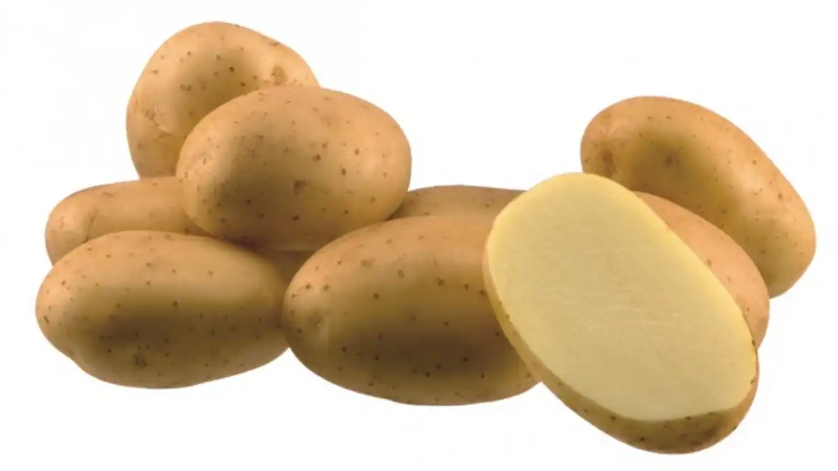 Арроу картофель фото